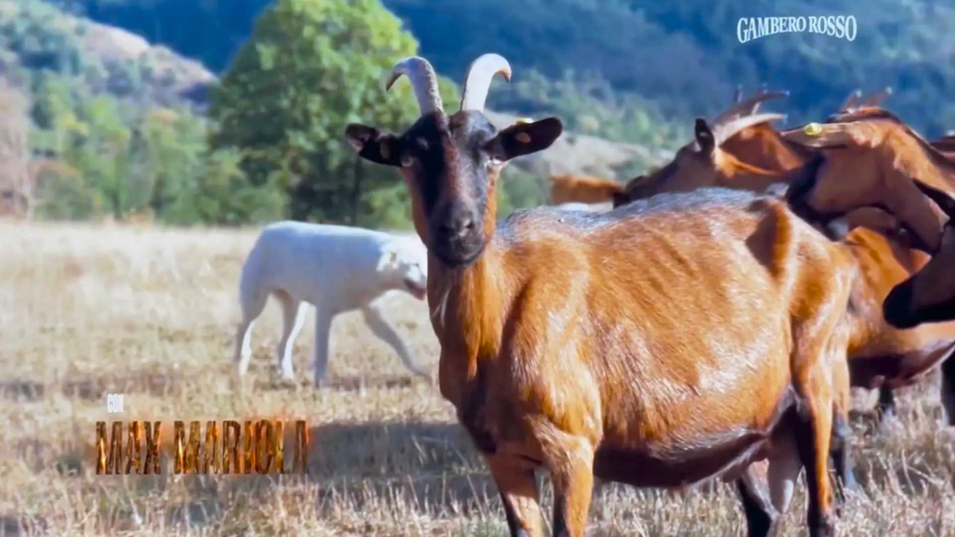 Gambero Rosso con Max Mariola